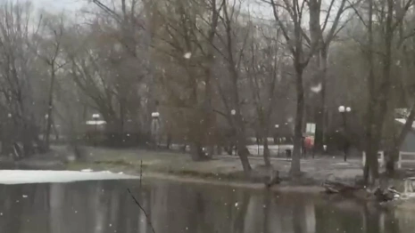 Во владимирском Соловьином пруду массово погибли мальки