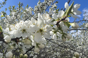 Прогноз погоды во Владимире и области на 10 мая