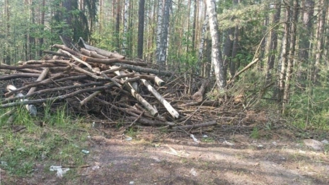 В лесу вблизи Мостостроя во Владимире устроили крупную свалку