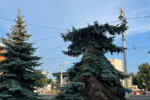 В центре Владимира неизвестные обезглавили голубую ель