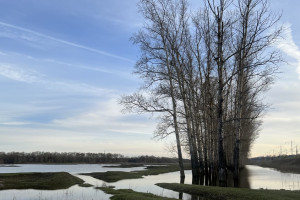 Прогноз погоды во Владимире и области на 17 марта