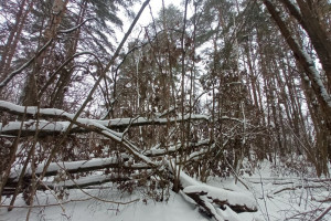 Прогноз погоды во Владимирской области на 31 декабря 2024 года