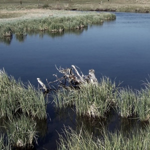 Вонь и дохлые птицы. Очевидцы сообщили о сбросе канализации в суздальскую Каменку