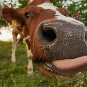 Жительница Владимирской области купила за 90 тысяч бракованную корову