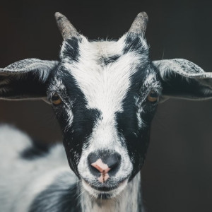 День святителя Тарасия: что можно и чего нельзя делать 10 марта 