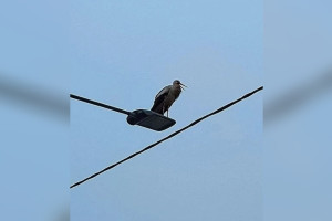 Во Владимирскую область прилетел белый аист