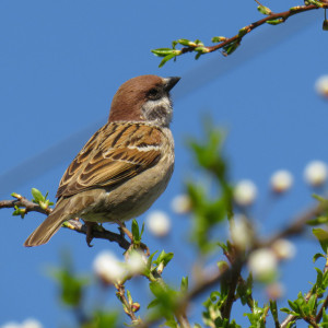 Во Владимирской области за неделю насчитали более 300 воробьев на кустах