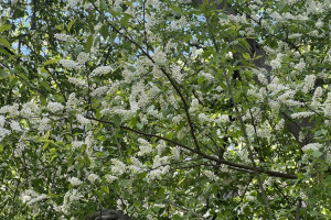 Во Владимире озеленение охватит 10 тыс. квадратных метров и 107 локаций