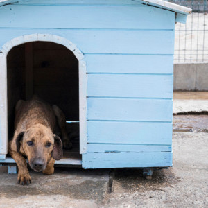 Приют «Валента» попросил владимирцев помочь смастерить будки