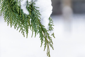 Во Владимирской области на неделе вернется плюсовая погода