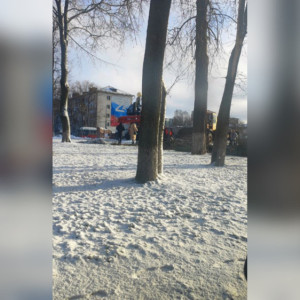 Вырубку хвойной аллеи на площади Победы во Владимире показали на фото