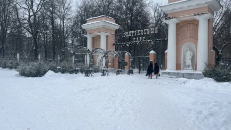 На владимирском елочном базаре начали продавать редкие голубые деревья