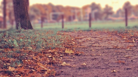 Загородный парк во Владимире на два года оставят без благоустройства