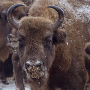 Во Владимирском заказнике к кормушке вышел легендарный зубр-старожил 