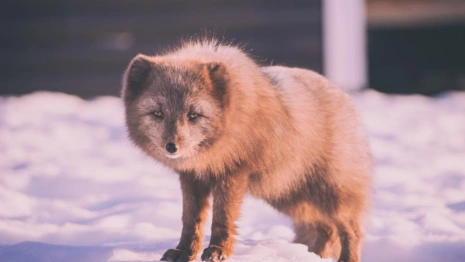 В 3 районах Владимирской области выявили бешенство