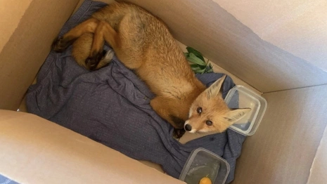 Во Владимире спасли найденного у дороги лисенка