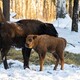 В заказнике в Вязниковском районе родились 3 зубренка