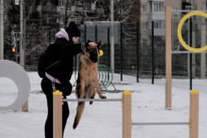 Во Владимире откроют площадку для выгула собак