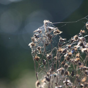 Во Владимире ввели карантин из-за амброзии