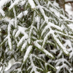 Прогноз погоды во Владимире и области на 15 октября