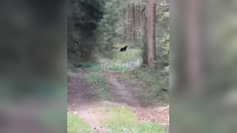 В лесу под Камешково заметили медвежонка