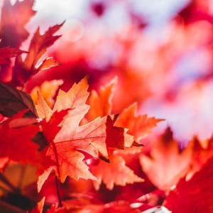 Жителя Владимира пообещали затяжную золотую осень