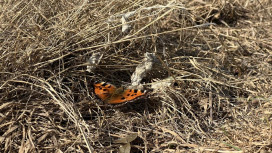 Прогноз погоды во Владимирской области на 10 марта 2026 года