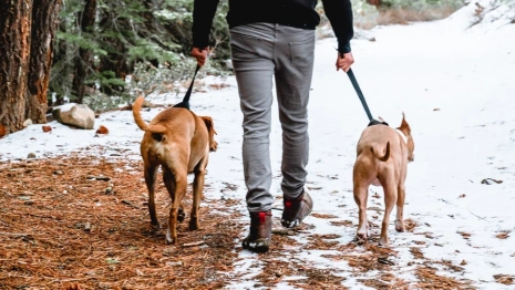 Во Владимирской области хозяев собак обязали убирать за питомцами