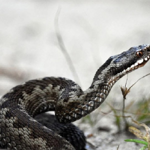 У школы в Гороховце заметили гадюку