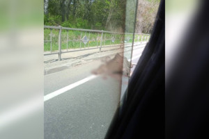 Во Владимирской области фура сбила лося