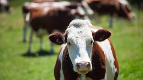 В Ковровском районе сняли ограничения по лейкозу крупного рогатого скота