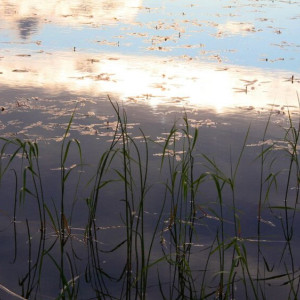 Лукерья Комарница. Что можно и нельзя делать 26 мая
