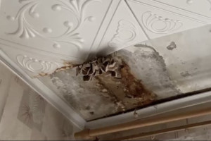 Во Владимире в многоэтажке на Асаткина выросли грибы на потолке