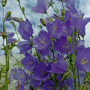 Прогноз погоды во Владимире и области на 25 июня