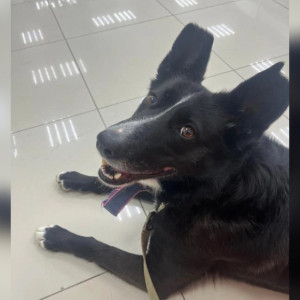 Бездомная собака из Владимира стала донором для спаниеля