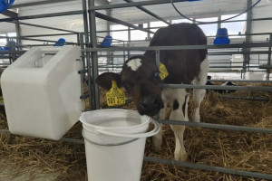 В Вязниковском районе появятся современные телятники и родильное отделение на 1100 голов