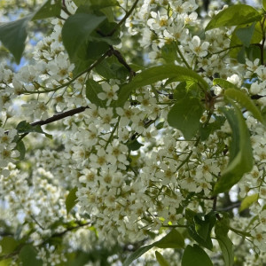 Прогноз погоды во Владимирской области на 8 июня