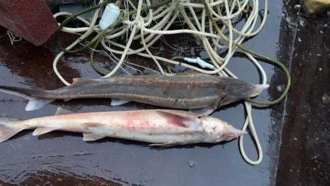 Житель Владимирской области попался на незаконном вылове краснокнижных стерлядок в Оке