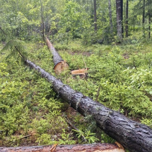 Вырубка 43 деревьев в Судогодском районе привела к уголовному делу