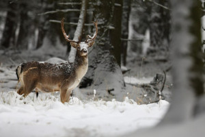 Во Владимире у браконьера забрали снегоход и оружие за убийство лося