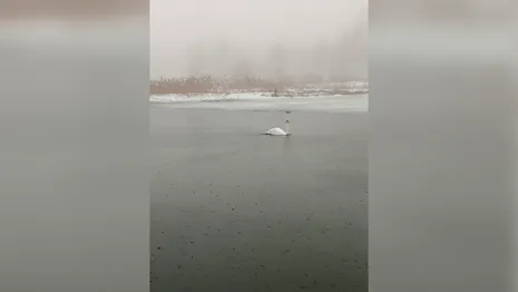 На реке во Владимирской области заметили одинокого лебедя