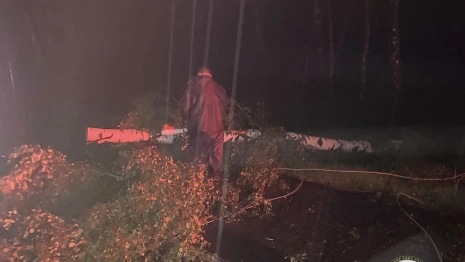 На М-7 под Камешково ураган «Орхан» повалил дерево