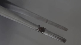 Во Владимирской области с людей сняли 2 зараженных инфекциями клещей