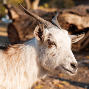 В Гусь-Хрустальном районе отметили карантин по оспе овец и коз