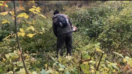 Для вырубки деревьев во Владимире создали бригаду специалистов