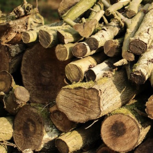 В мэрии Владимира открестились от вырубки деревьев в парке «Дружба»