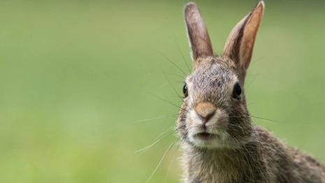 В Юрьев-Польском районе сняли драку зайцев-русаков