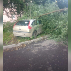 Управляющая компания заплатит за упавшее на машину дерево в Александрове