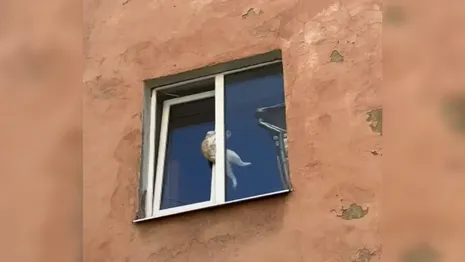 Во Владимире спасли застрявшего в окне кота