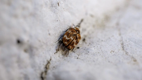 За неделю от укусов клещей во Владимирской области пострадали 3 взрослых и 2 ребенка